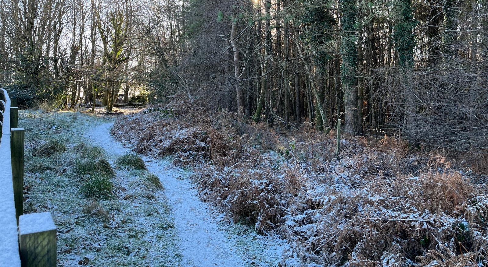 Winter forest walk