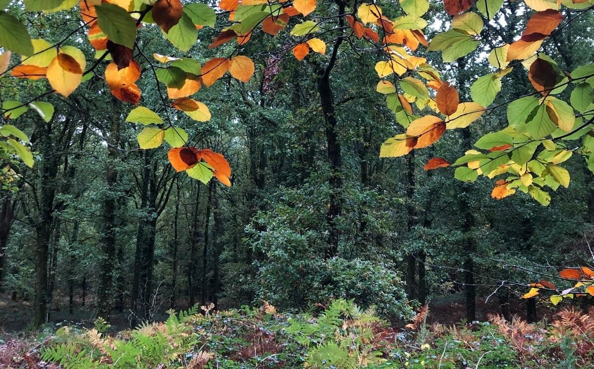 Low res autumn leaves cropped b